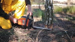 Why Choose Our Tree Removal Services in Nevada, TX?